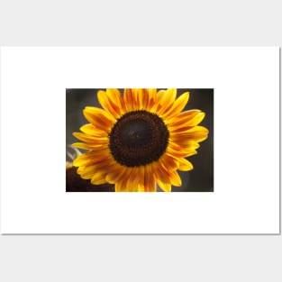 Sunflower Glow Posters and Art